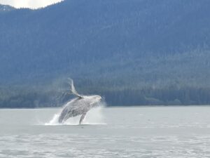 Humpback Whale Breaching Water