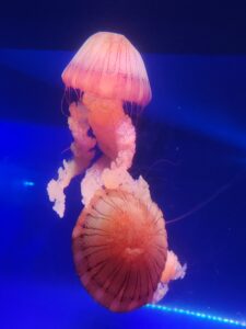 Jellyfish