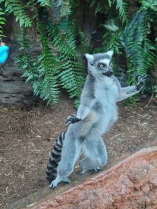 Lemur against Glass