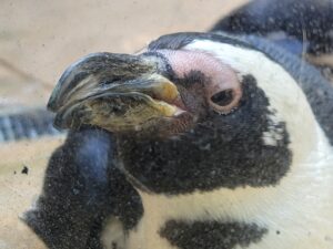 African Penguin