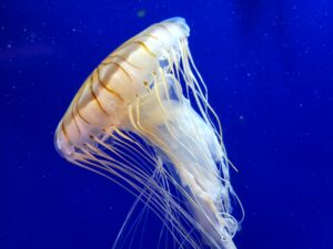 Jellyfish
