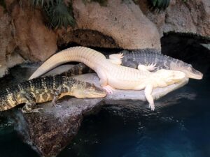 Ghost of the Swamp - Albino Alligator