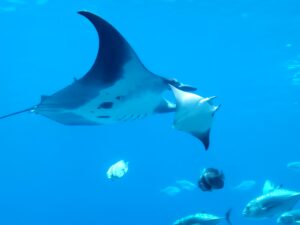 Manta Ray and Sting ray