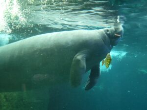 Manatee