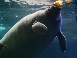 Manatee