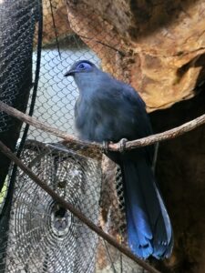 Lesser Bird of Paradise