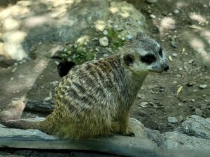 Meerkat Sitting