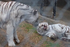 White Tigers