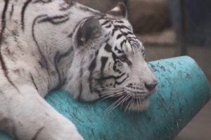 White Tiger